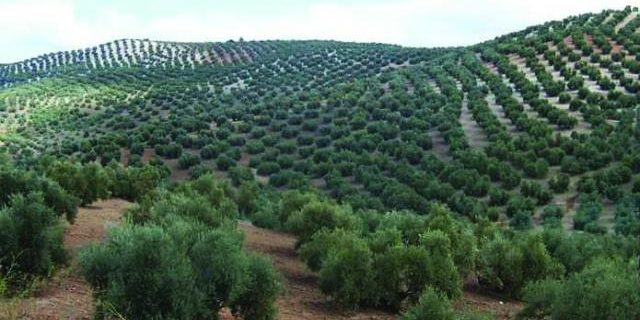 56712-torreperogil-campos-de-olivos-de-torreperogil