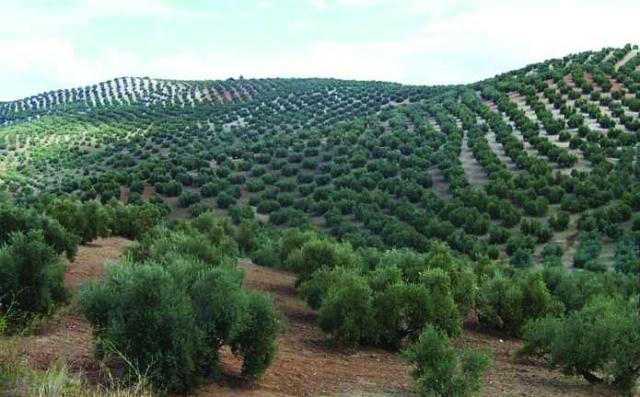 56712-torreperogil-campos-de-olivos-de-torreperogil