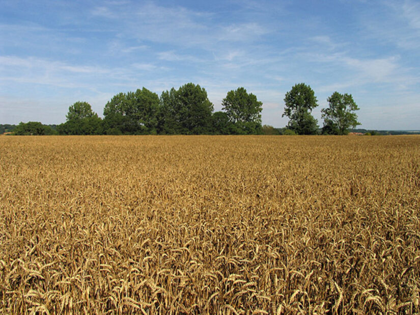 La_receta_para_alimentar_a_9.000_millones_de_personas_en_2050