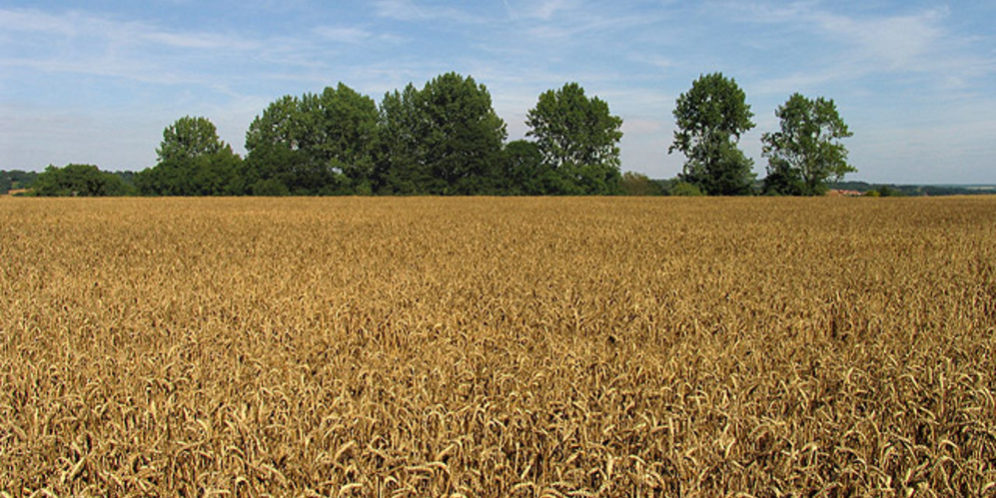 La_receta_para_alimentar_a_9.000_millones_de_personas_en_2050