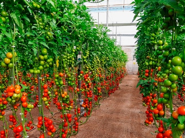 Greenhouse indoor irrigation