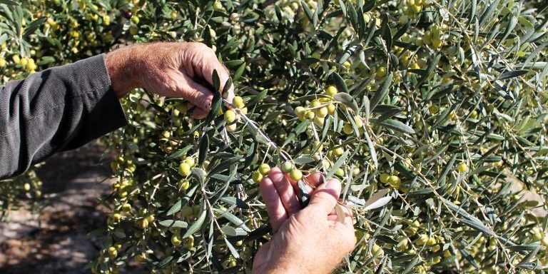 arbequina-olives-hands