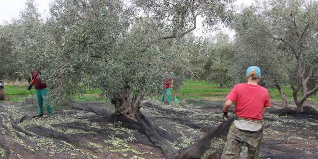 RECOLECCION-DE-LA-ACEITUNA-AOVE