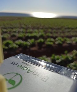 Cultivo de Lechuga en Águilas, Murcia