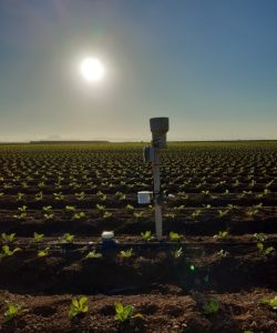 Cultivo de Lechuga en Torrepacheco, Murcia