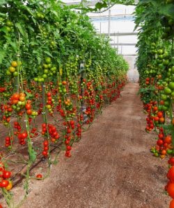 Cultivo de Tomate de invernadero en Níjar, Almería