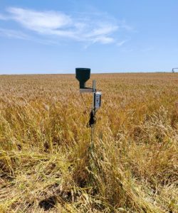 Cultivo de Trigo en Los Monegros, Zaragoza