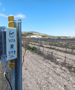 Viñedo en Jumilla, Murcia