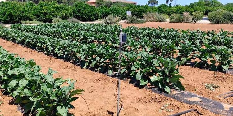 BrioAgro-Vita-sintunel